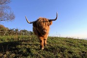 Alla ‘Madunina del Giong’ e ai Prati Parini ad anello da Botta di Sedrina il 12 nov. 2016 - FOTOGALLERY